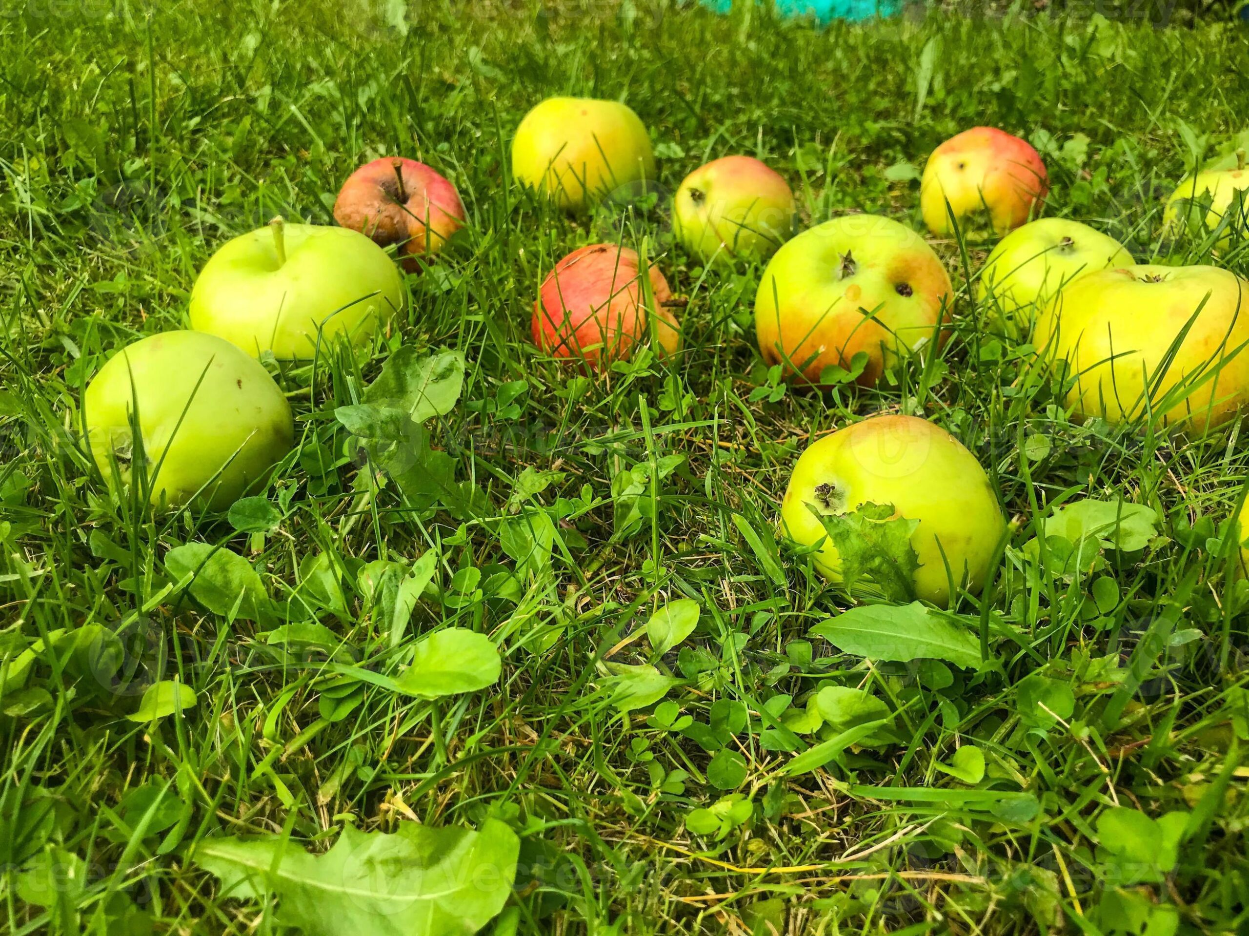 Green Eating Lies? The Future Trend That’s Not as Clean as You Think 1 apples of different colors lie on green fresh grass fruits of green red color fell from the tree apple orchard vegetarianism healthy eating good habits instead of bad ones photo 1 scaled