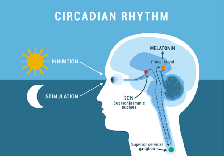 CircadianRhythm SeeWhatIsIt 1