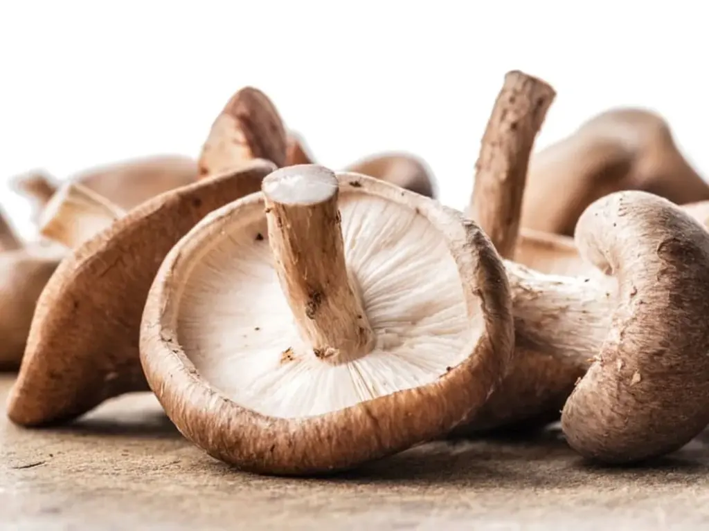 Why People Are Drinking Mushroom Water to Erase Negative Thoughts? 1 t7dgfc22coaywrmwqmf1