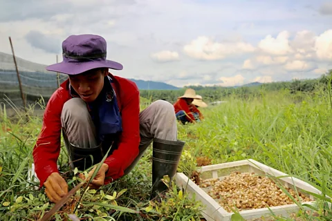 Why the Next Superfood Is Made from Forgotten Graveyard Crops? 1 image 1